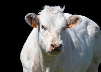 قصور الدورة الدموية