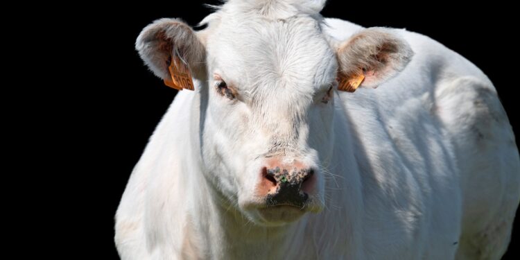 قصور الدورة الدموية