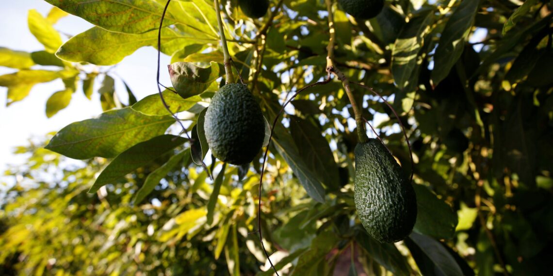 محصول الأفوكادو.. فوائده وأفضل النصائح الخاصة بطرق زراعته 1 محصول الأفوكادو