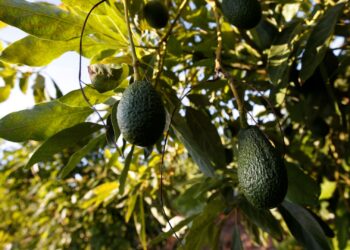 محصول الأفوكادو