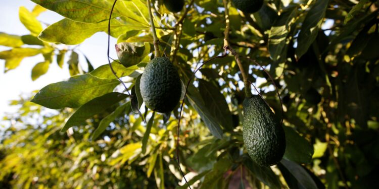 محصول الأفوكادو