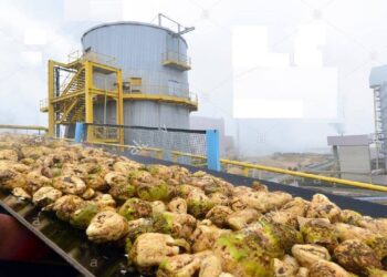 محصول البنجر