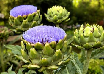 إكثار تقاوي الخرشوف