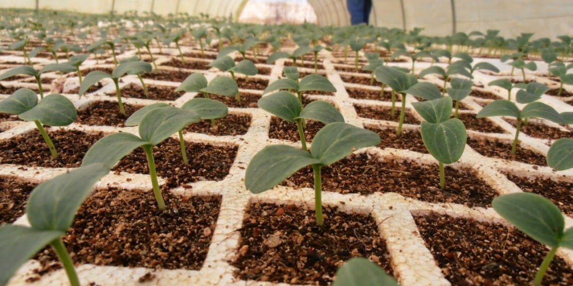 محصول الخيار.. نفاذ الضوء وانتظام التهوية وتأثيرها على حجم إنتاجية الصوب 1 محصول الخيار