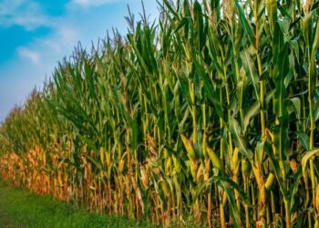 محصول الذرة