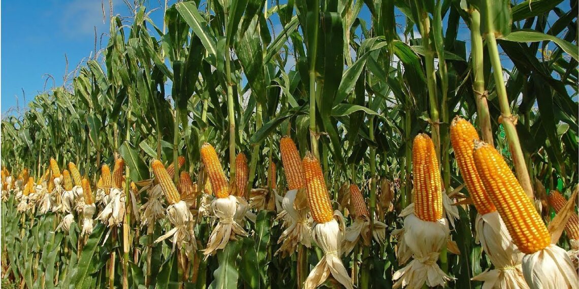 محصول الذرة الشامية