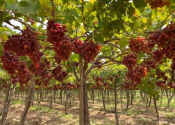 محصول العنب