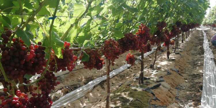 منظومة التكويد.. خطوات الانضمام إليها ومكاسب المُزارعين منها 1 منظومة التكويد