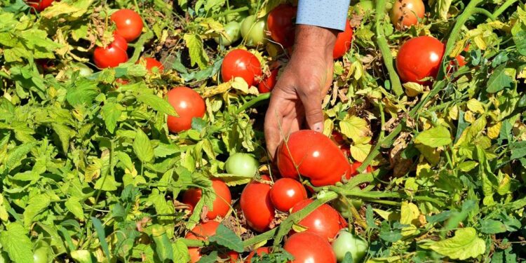 معاملات الري والتسميد.. أفضل التوصيات الفنية لمُزارعي محصول الطماطم 1 الطماطم