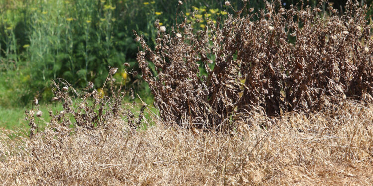 الحشائش.. 6 أنواع يمكن الاستفادة منها لتحقيق عائد اقتصادي مُجزي 1 الحشائش