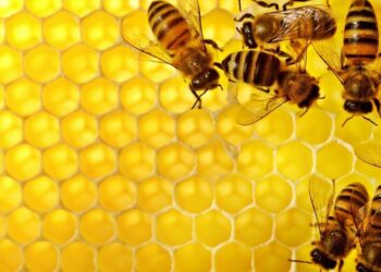 التغيرات المناخية