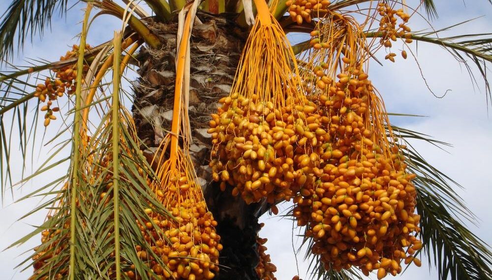 الآفات الحشرية للمنتجات الثانوية لنخيل التمر ومكافحتها 1 نخيل التمر