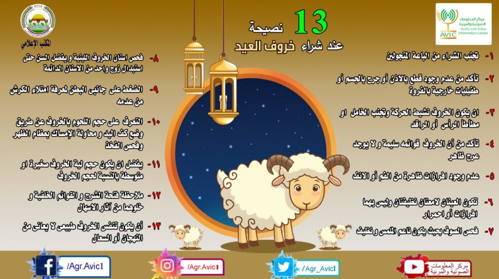 الخدمات البيطرية تقدم 13 نصيحة لشراء خروف العيد 12 خروف العيد