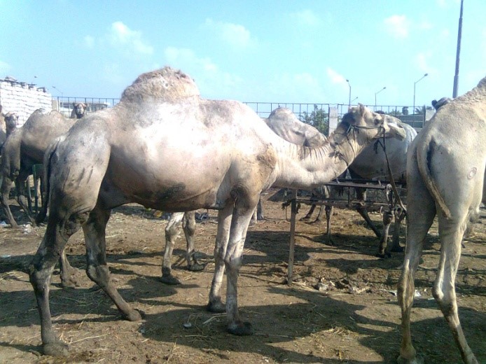 الإبل السوداني