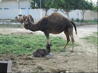 الإبل المغربي