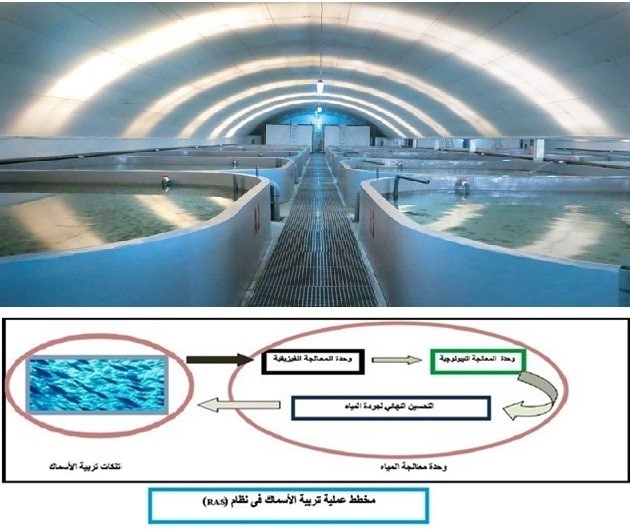 الاستزراع السمكي بإعادة التدوير.. إليك مزاياه وطرق تصميمه 12 الاستزراع السمكي