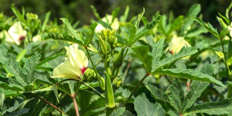 البامية.. الأهمية الغذائية وميعاد الزراعة الأمثل 1 البامية