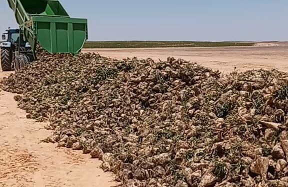 "الزراعة" بدء موسم حصاد البنجر في مشروع غرب غرب المنيا 1 البنجر