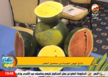 إنتاج الهجن