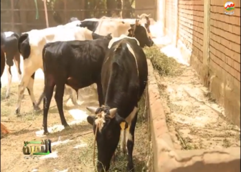 قطاع الإنتاج