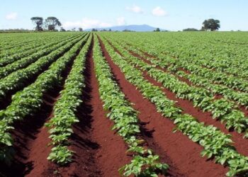 المشروعات القومية