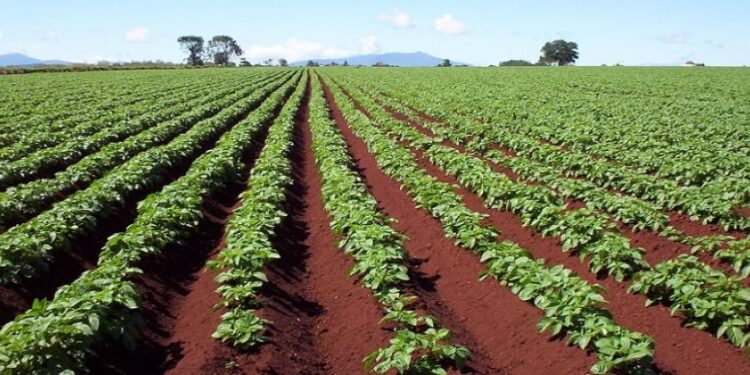 الدكتور ماهر والي يستعرض أهم المشروعات القومية لتحقيق الأمن الغذائي 1 المشروعات القومية