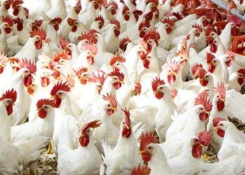 أسعار الدواجن