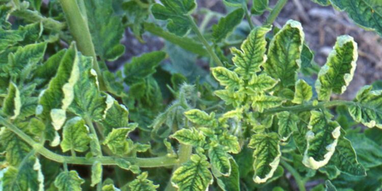 أمراض الطماطم الفيروسية.. وسبل تمييزها عن الإجهاد الحراري والفيتوبلازما 1 أمراض الطماطم الفيروسية