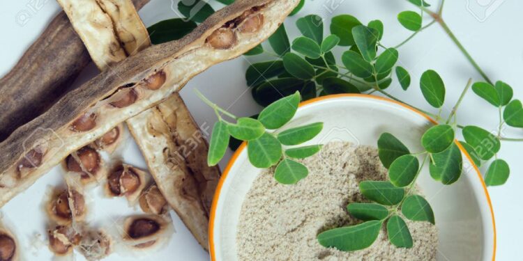 أوراق نبات المورينجا والنانو فضة.. باب أمل جديد لمرضى السرطان 1 أوراق نبات المورينجا