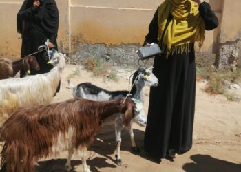 مشروعات الأغنام