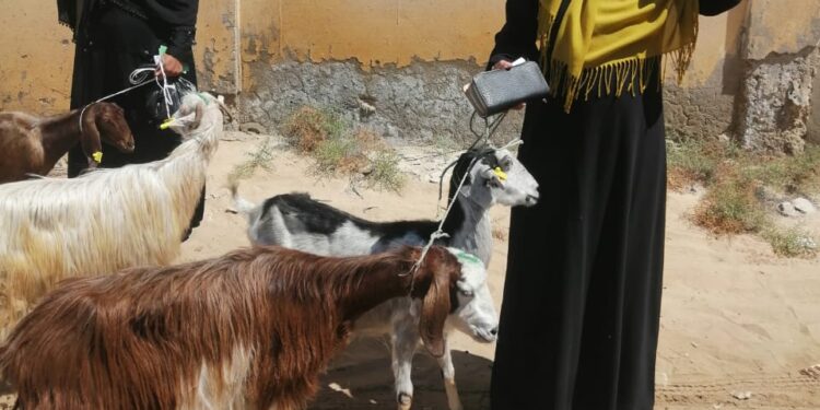 مشروعات الأغنام