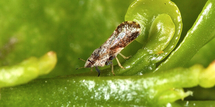 الآفات الزراعية.. "رزق" يُقدم روشتة بأفضل التوصيات 1 الآفات الزراعية