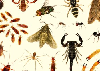 الآفات المنزلية