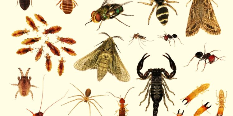 الآفات المنزلية .. ياسين: 100 مبيد بمختلف الصور هذه مخاطرها 1 الآفات المنزلية