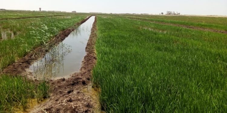الأرز.. "أستاذ متفرغ" يكشف الجدوى الاقتصادية لزراعة عروتين خلال الموسم 1 الأرز