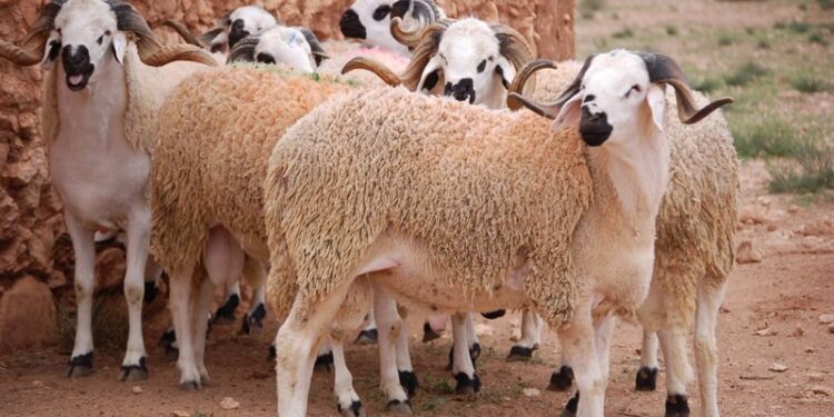 سنن عيد الأضحى وأهم شروط الأضحية وسنها 1 عيد الأضحى