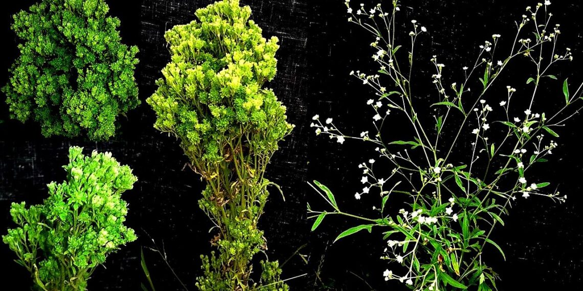 الأمراض الفيتوبلازمية