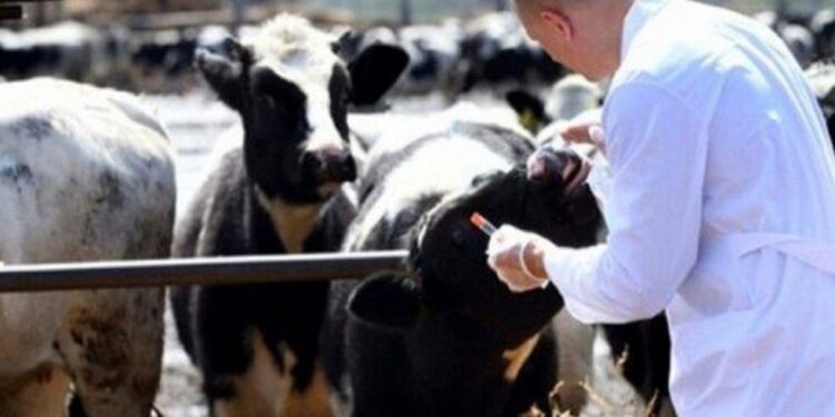 الأمصال واللقاحات.. اشتراطات "الأمان الحيوي" وأبرز أخطاء "مربي الدواجن" 1 الأمصال واللقاحات