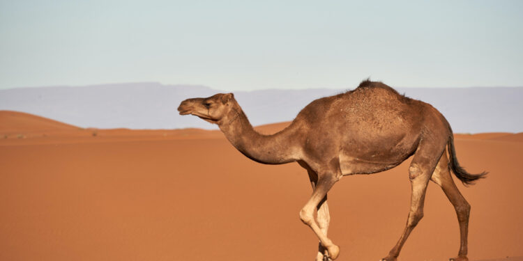 الإبل