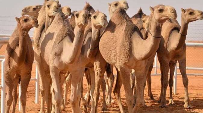 الإبل