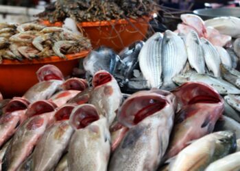 الثروة السمكية