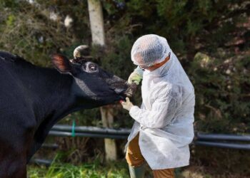 الحمى القلاعية