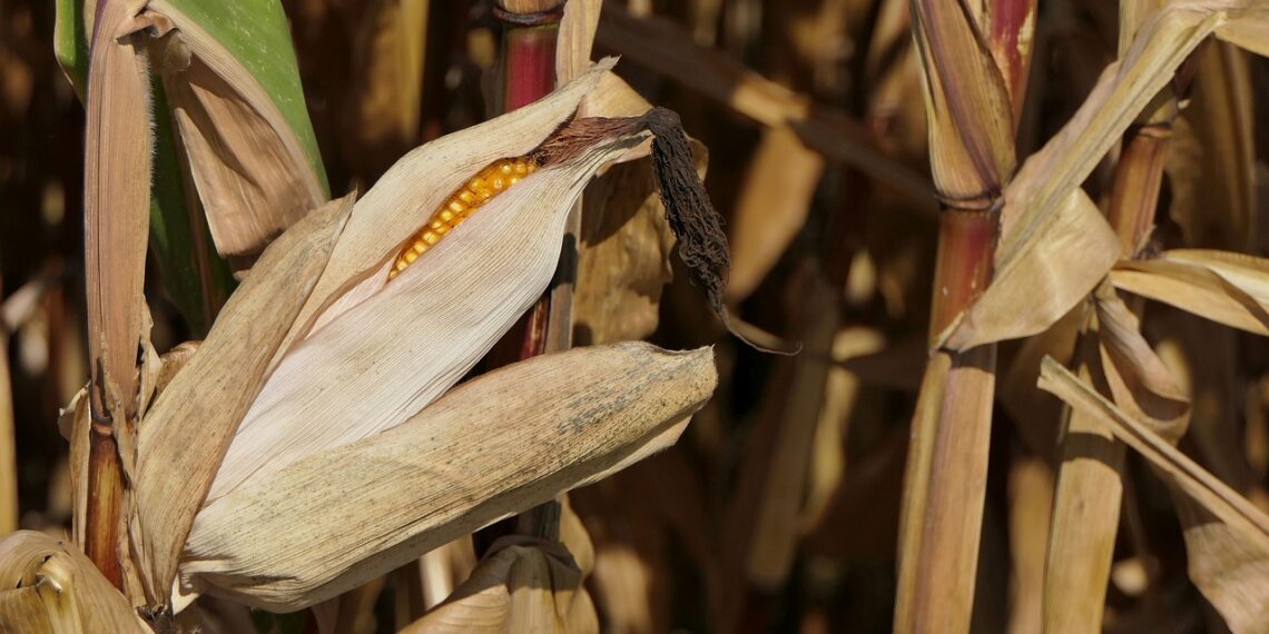 الذبول المتأخر