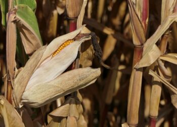 الذبول المتأخر