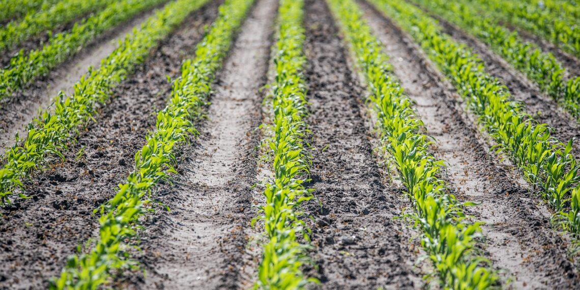 الذرة.. طريقة الزراعة ومعدل التقاوي المناسب للفدان 1 الذرة