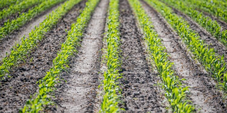 الذرة.. طريقة الزراعة ومعدل التقاوي المناسب للفدان 1 الذرة