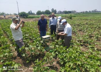 الزراعات الصيفية