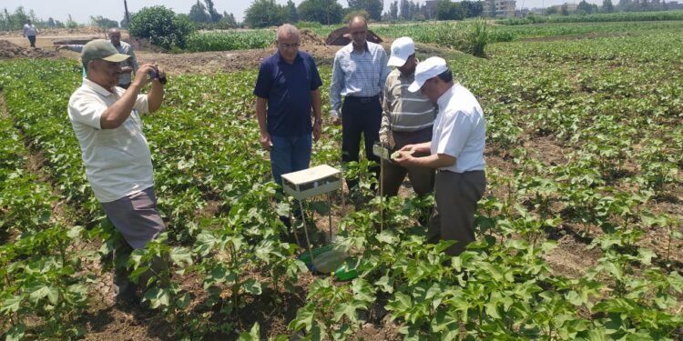 زراعة الشرقية تتابع حالة الزراعات الصيفية 1 الزراعات الصيفية