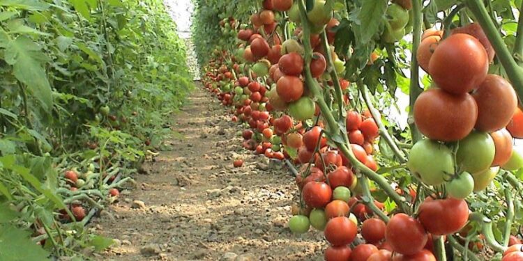 "البرنامج الوطني لإنتاج تقاوي الخضر".. أهم الأصناف الجديدة المعتمدة 1 التغيرات المناخية