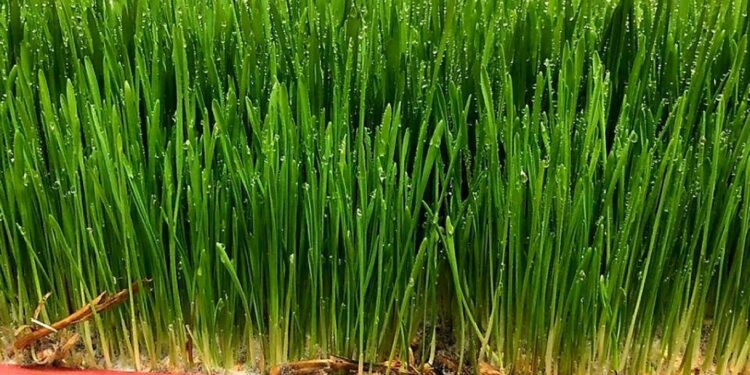 الشعير وأهميته الطبية للإنسان ودوره في تغذية الماشية 1 الشعير